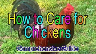 HOW TO CARE FOR CHICKENS (The Comprehensive Guide) by Elder Moon Farm 101 views 3 weeks ago 37 minutes