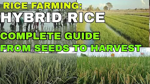 Rice Farming: HYBRID RICE Complete Guide From Seeds to Harvest - DayDayNews