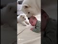 The Purest Bond: Smart Nanny Dog & Her Baby ❤️✨ #Shorts #Samoyed