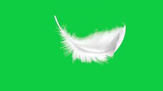 White Feather Landing Green Screen Video Footage