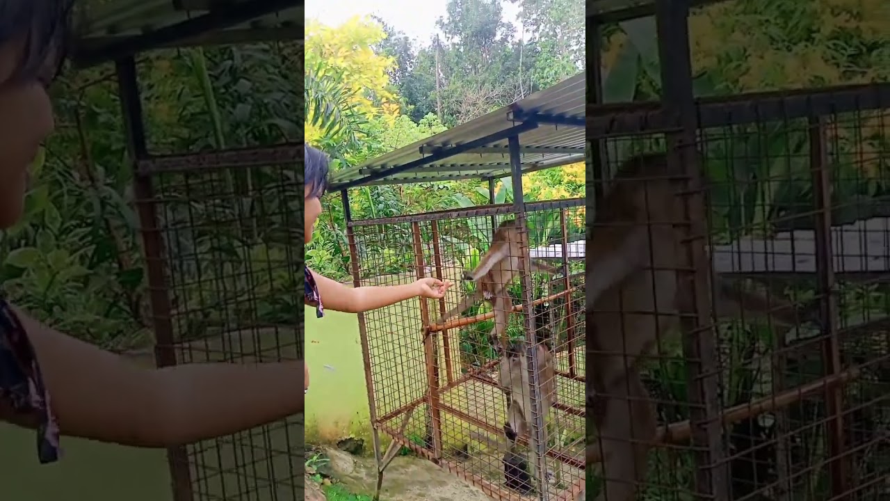 Funny Monkey Stealing Food 