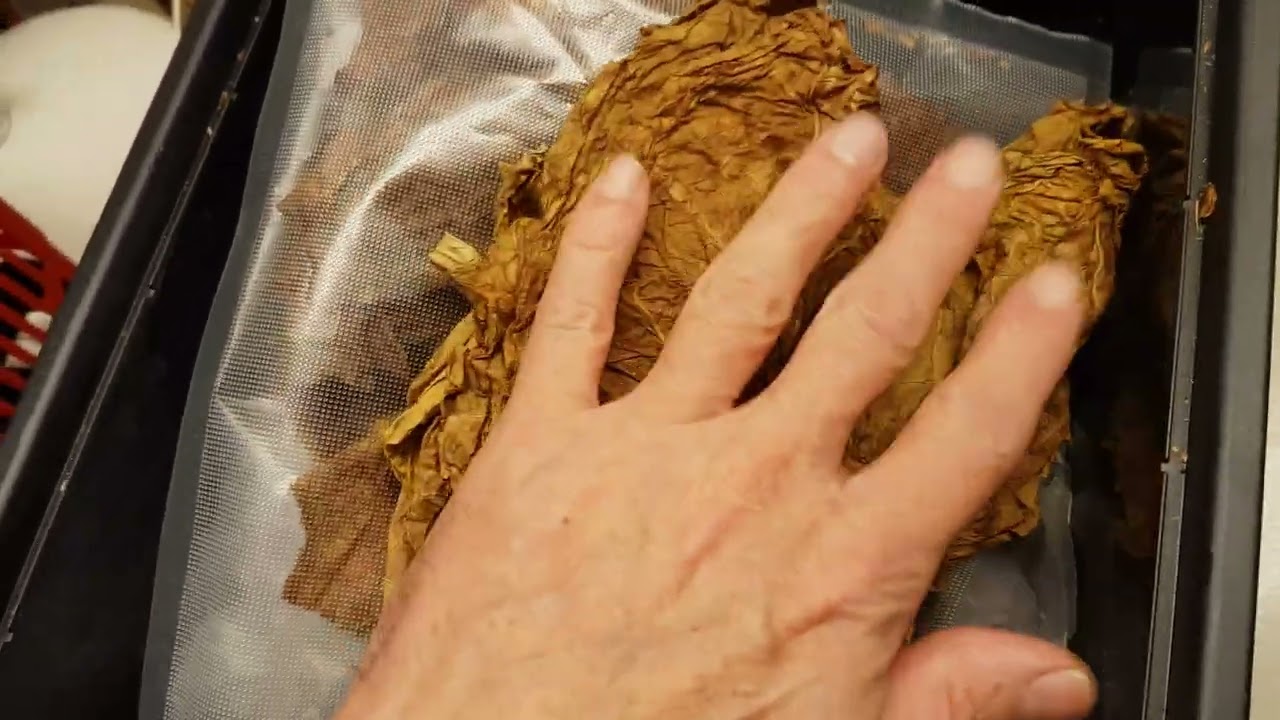 nach 30 Tagen im Glas ist der Tabak zu trocken geworden! Anfeuchten und über Nacht in die Kiste...