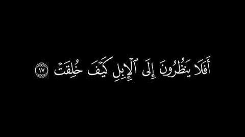 ﴿أفلا ينظرون إلى الإبل كيف خلقت ﴾ 🍁كرومات قرآن كريم 🍁 القارئ عبد الرحمن مسعد 🍁 سورة الغاشية