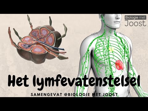 Video: Welke van de volgende is een functie van het lymfe-vasculaire systeem?