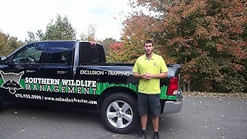 Facts about Flying Squirrel Trapping & Removal