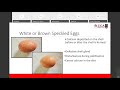 Egg Abnormalities   Poultry Webinar Series