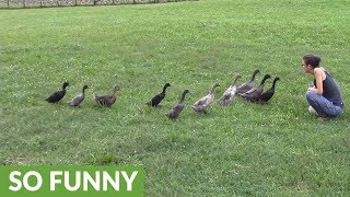 Ducks run in single file line to greet human