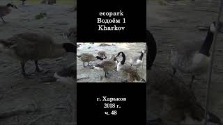 █ ЭкоПарк Харьков ч.48 / Водоём 1 / 2018 г.  #shorts