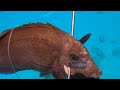 【魚突き】奄美大島 2022年3月25日