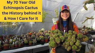 Download Lagu My 70 Yr Old Echinopsis Cactus | The History behind it \u0026 How I Care for it #cacti #cactus MP3