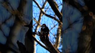 so klopft der Buntspecht #shortsvideo #birds #vogel #fz2000 #birdsounds #nature #naturdoku #aves