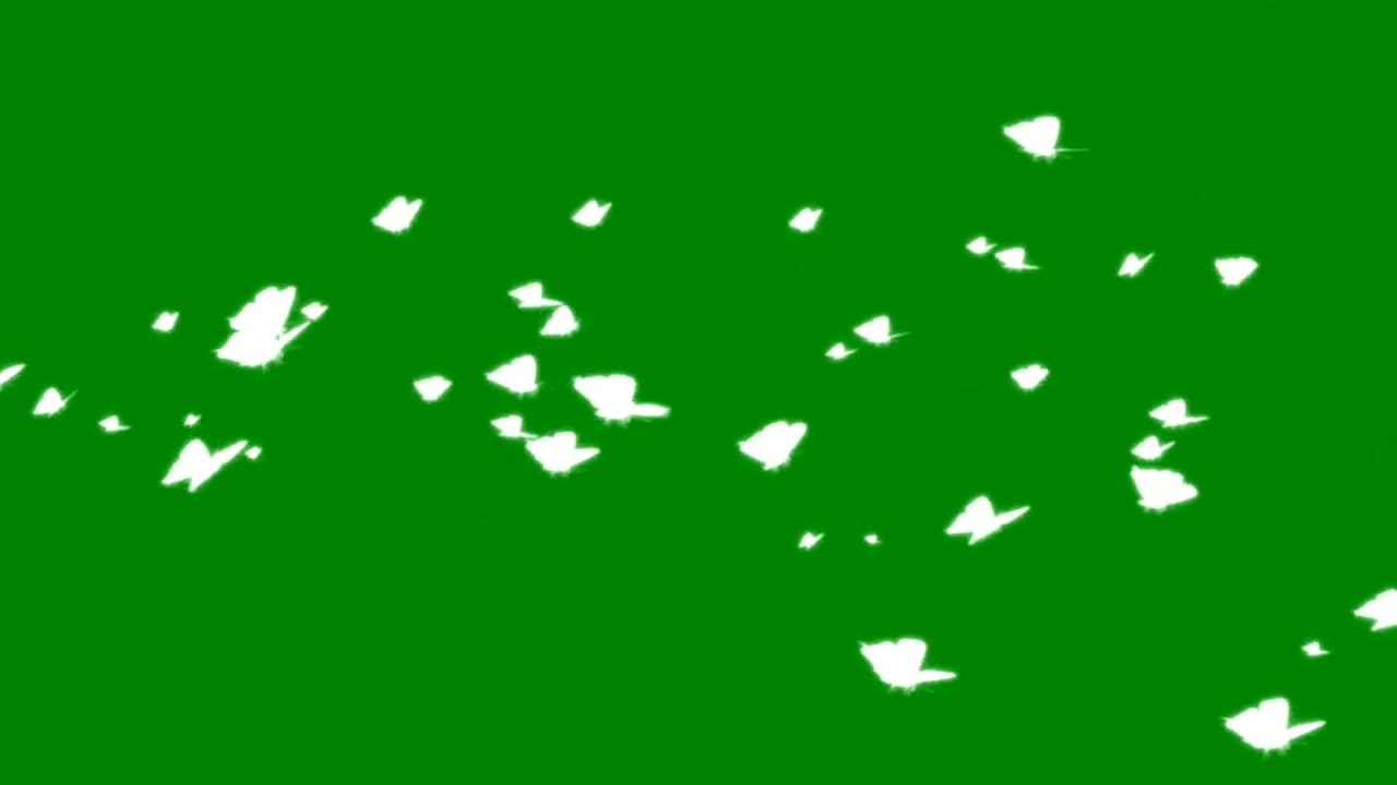 White butterfly overlay green screen | 4k