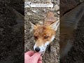 This man rescued a poor fox tangled in a soccer net and then... #fox #foxy #animals