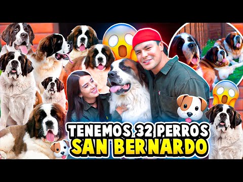 Video: 6 de nuestros favoritos perros mayores famosos de Internet