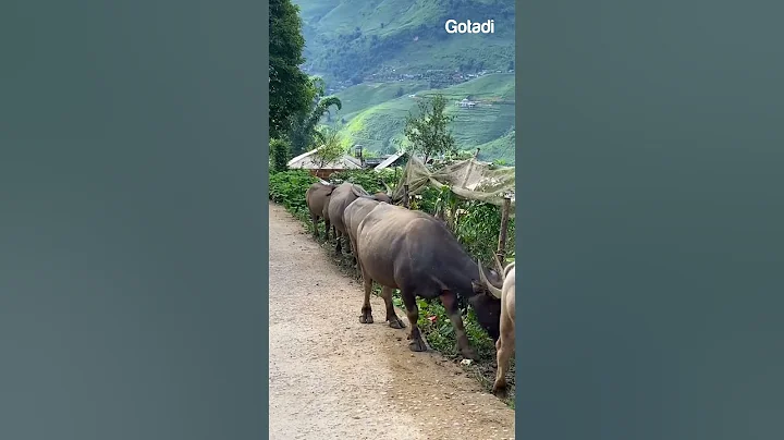 Ghé thăm mùa vàng trên rẻo cao Sapa #Sapa #Gotadi #dulichmienbac #dulichsapa