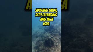 Pangpang Sa kailaliman Ng Sea Gaw #RaprickTV #fishing #fishinglife #shortvideo #shorts #short