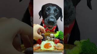 The dog is eating food#shortsfeed #viralvideo