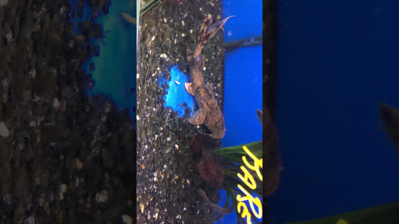 camera iphone 8 plus apk Goonch catfish at BTJ jungle