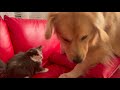 【遂にキレた…】強引なゴールデンレトリバーに猫パンチを喰らわす子猫
