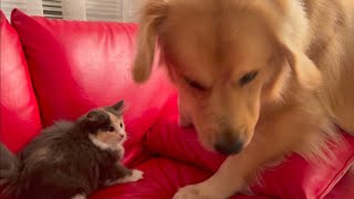 【遂にキレた…】強引なゴールデンレトリバーに猫パンチを喰らわす子猫