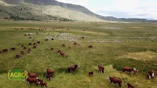 Cía. de Tierras Sud Arg.: Prod. de lana, carne y madera en 356 mil ha patagónicas (#1010 20221217)