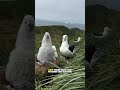 Baby albatrosses are the most independent babies in the world