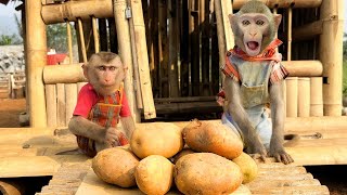 Chef Bim Bim Happily Harvested Potatoes And Made Potato Stew For Little Monkey Obi