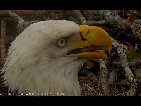 AEF-NEFL ~ A Look At Juliet's Injuries 12.14.18