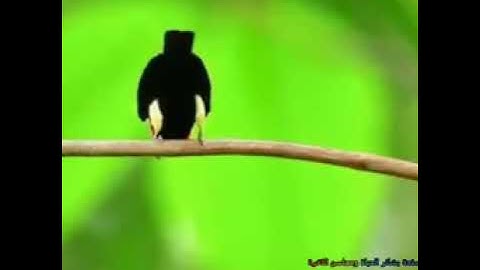 اجمل تلاوه سوف تسمعها ،من يعرف اسم القارئ