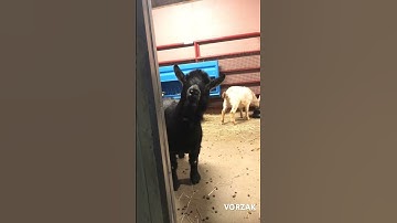 We all know someone😂 #goat #funny #shortvideo #global #shortsfeed #fyp #viral