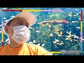 Um Japão que o turista não conhece: Lago com carpas que parece um quadro de Monet