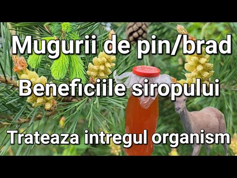 Video: Pin de munte Ce caracteristici are această plantă minunată?