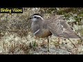 Dotterel flock - sublime shorebirds on vast mountain plateau -  Norway