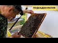 Как подсилить отводок пчел | Подсадка маток
