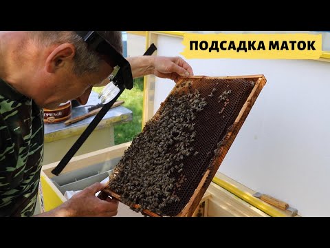 Как подсилить отводок
