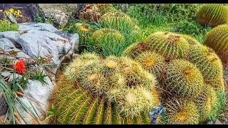 Israel. Tel aviv . Сад кактусов, камней и роз. Яркон.Yarkon. Garden of stones and roses