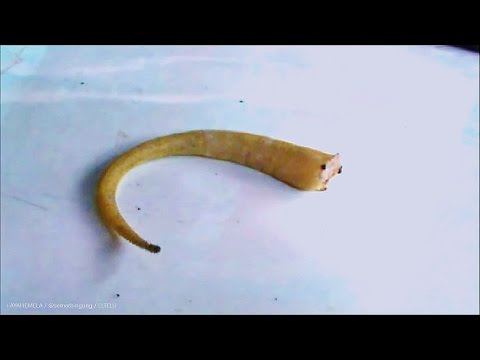 Download 3000 Wallpaper Cicak Bergerak HD Terbaik Download 3000 Wallpaper Cicak Bergerak HD Terbaik