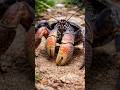 The World’s Strongest Land Crab | Giant Coconut Crab 🦀#CoconutCrab #AmazingAnimals #RareCreatures #