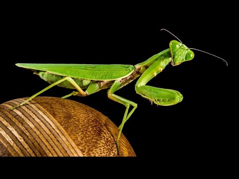 Video: Cele mai interesante informații despre insecta mantis rugător