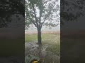 Watching the Heaviest Rain Ever 🌧️