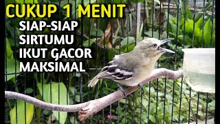 Ocehan cipow atau sirtu paling gacor pantas untuk pancingan sirtu bikin gacor @OCEHAN CIPOW