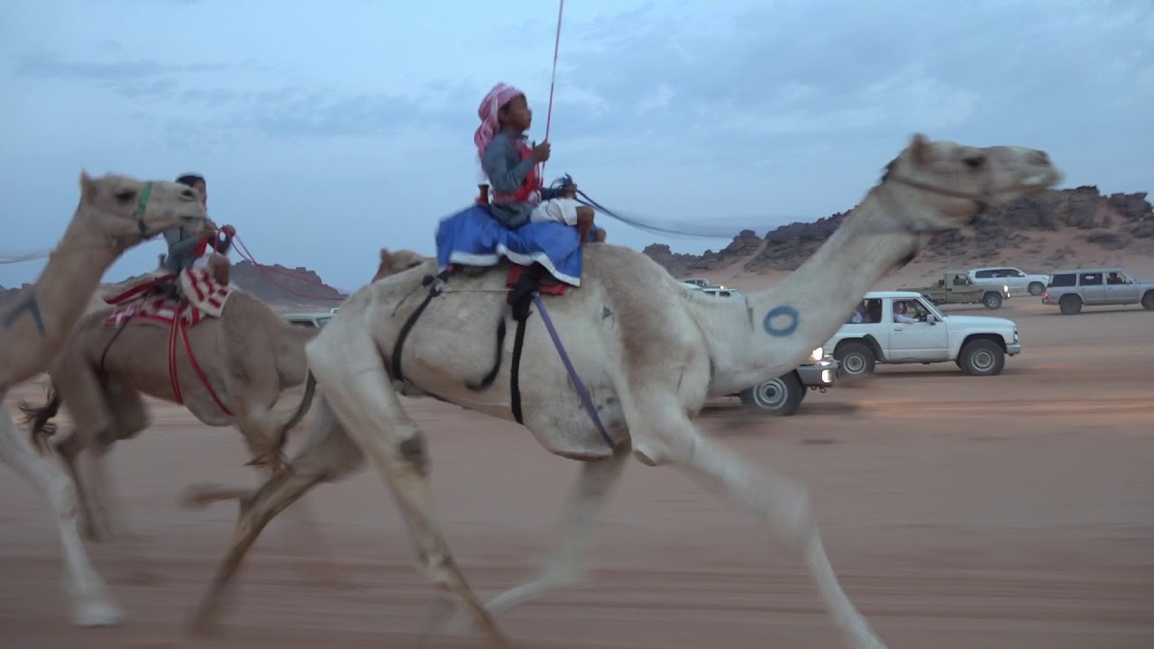 سباق الهجن بالزيته التابعة لمنطقة تبوك على تبرعة مقدمه من الشاعر سليمان موسى البحيري