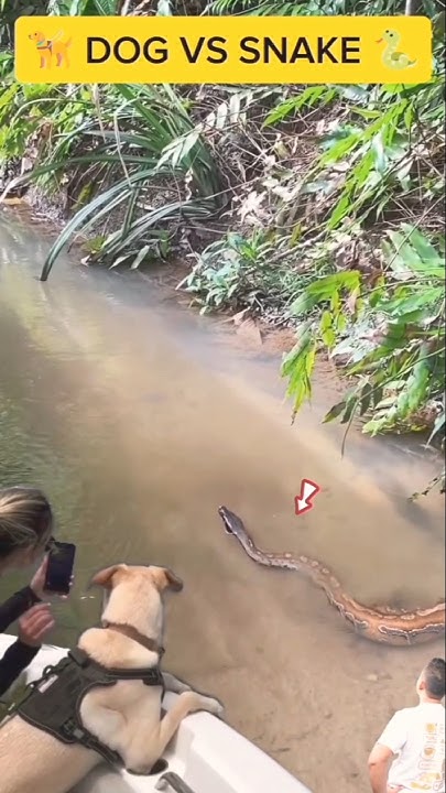 DOG VS SNAKE : Seeing a python crossing the gutter water, a dog barks ...