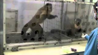 Capuchin monkey fairness experiment