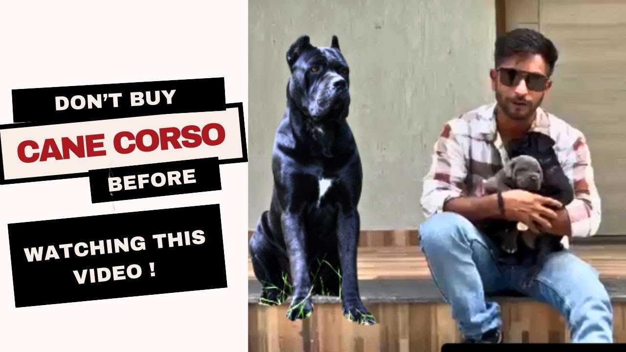 Don’t Buy Any Cane Corso Puppy Before Watching This Video! (Must Watch Guide)
