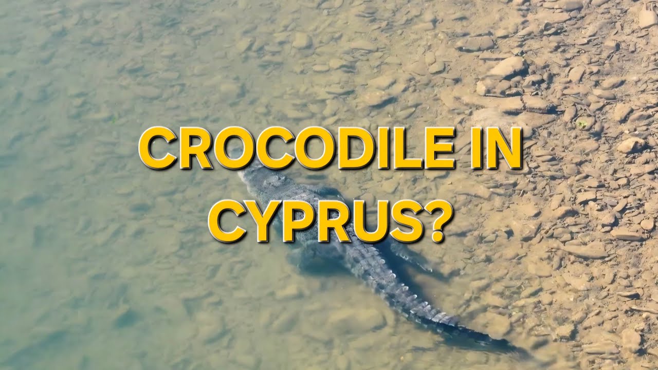 Crocodile at the Linia Dam in Paphos 👀