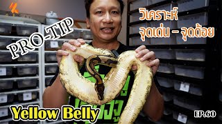 PRO-TIP วิเคราะห์ จุดเด่น-จุดด้อย - YELLOW BELLY