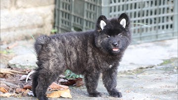 H’Mông Cộc Đuôi Vện Đực Thỏ-Huyền Đề Đốm Lưỡi Rất Không Quán Chủ Lhệ.039.446.1142.xin cảm ơn…