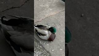 Ducks Sleeping #asmrdrive #travel #ducks #birds #nature #shorts #shortsfeed #manchester