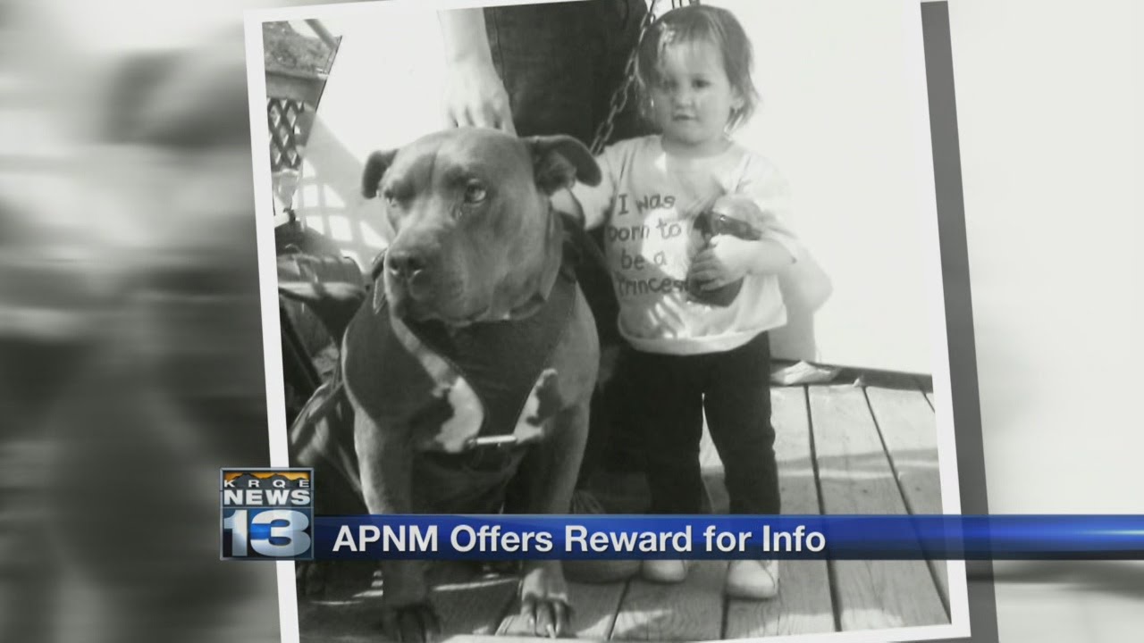 Group offers reward to catch burglar that killed dog YouTube